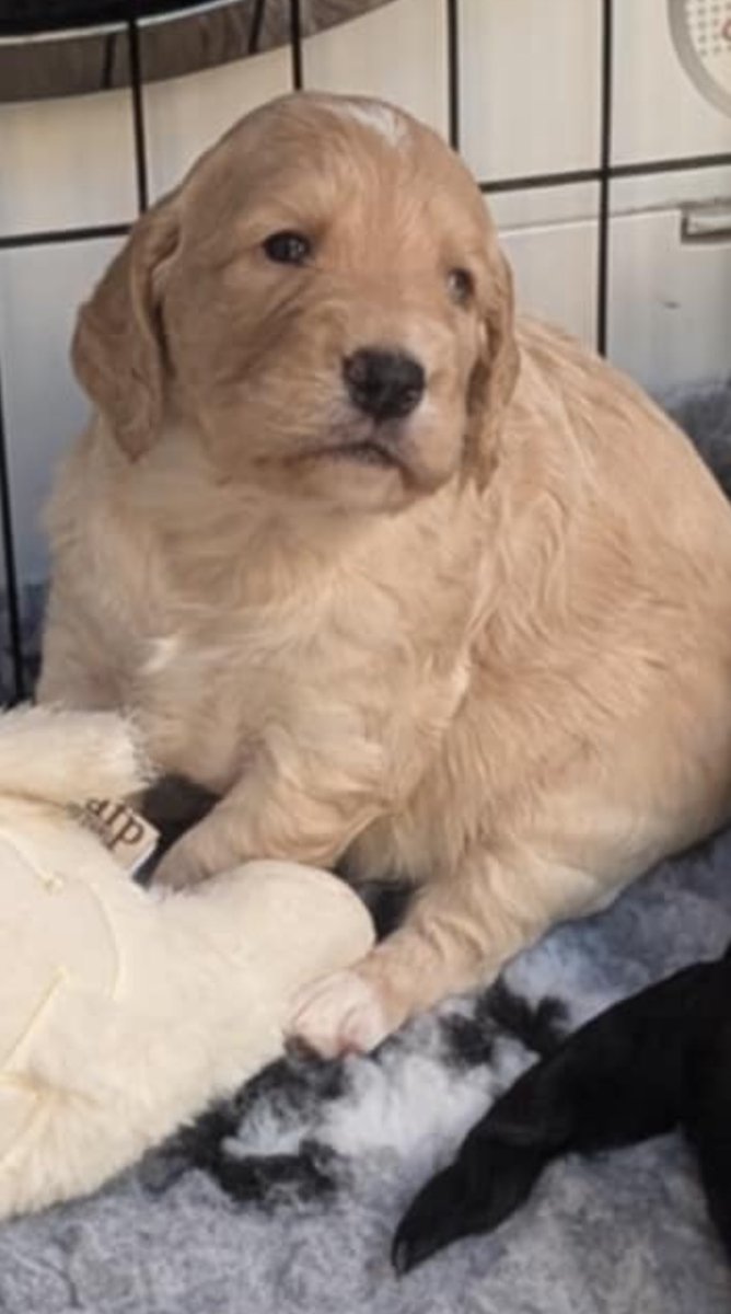 TashP351's tweet image. I keep hinting by sending my husband photos of this puppy my friend wants me to have.
He replied “The house is already like a fucking zoo.”
What kind of shit zoo has two dogs and a hamster??
WHAT IS WRONG WITH HIM?? LOOK HOW CHONKY SHE IS 😍😍😍