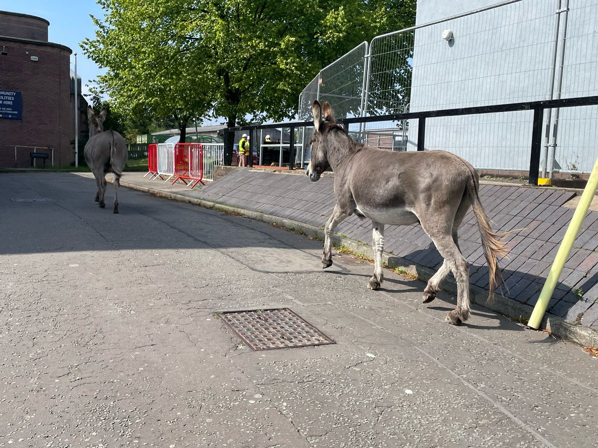 LadybridgeHigh's tweet image. School's out for summer... and our donkeys are taking full advantage! Steve has been busy herding them back to their paddock, whilst also checking in on the #apiary and keeping a watchful eye on mischievous Mouse, our #Shetland pony. 
The #LadybridgeFarm never stops! 🫏🐝