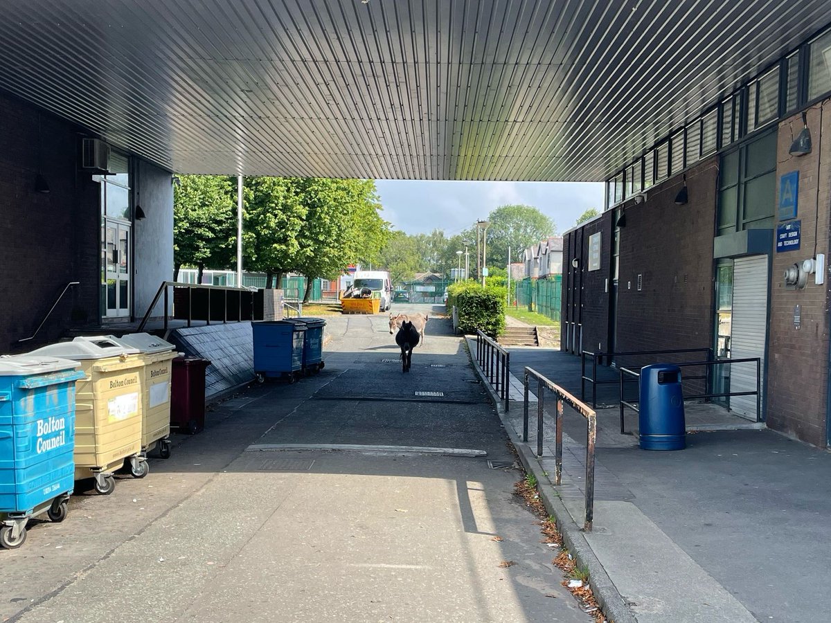 LadybridgeHigh's tweet image. School's out for summer... and our donkeys are taking full advantage! Steve has been busy herding them back to their paddock, whilst also checking in on the #apiary and keeping a watchful eye on mischievous Mouse, our #Shetland pony. 
The #LadybridgeFarm never stops! 🫏🐝