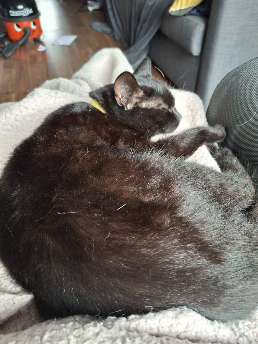 crolph06's tweet photo. @DeputyGrocott A sleepy cat, some me time browsing the shops and another ☕️ https://t.co/2l5PEwmPtw
