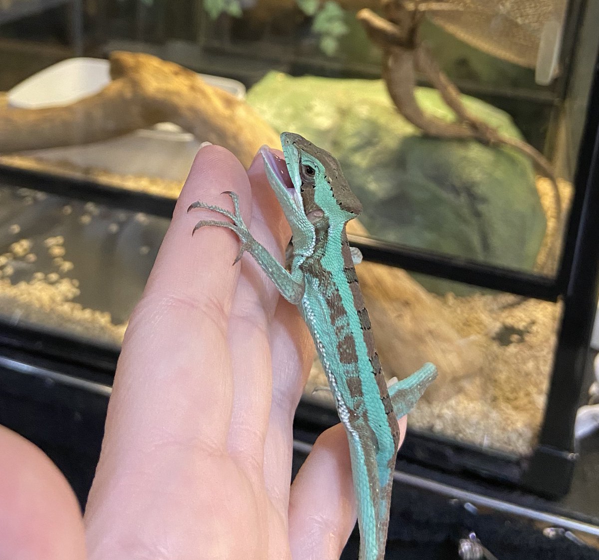ashley_lizard's tweet image. 見てるだけなのに段々口が開いてキェエ！するクロエ

ついでにコオロギもう1匹放り込まれてもぐもぐしながらケージに戻されました

いつまでも生意気で気が強いままでいてね（その方が面白いし気が強い個体は生命力も強い気がするので）

#ワキオビカンムリトカゲ