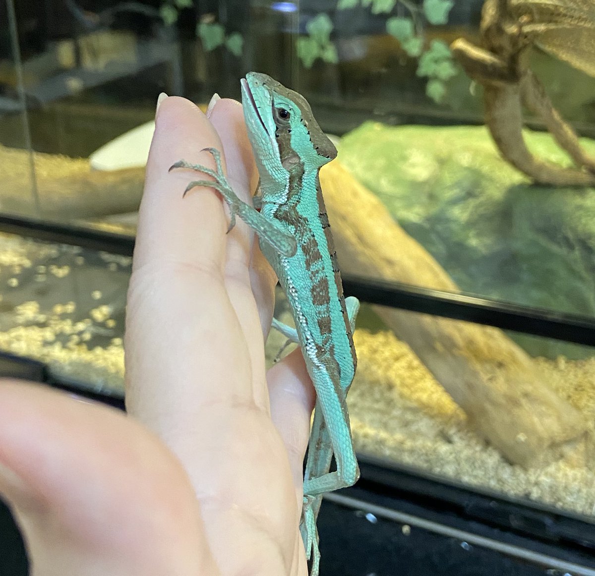 ashley_lizard's tweet image. 見てるだけなのに段々口が開いてキェエ！するクロエ

ついでにコオロギもう1匹放り込まれてもぐもぐしながらケージに戻されました

いつまでも生意気で気が強いままでいてね（その方が面白いし気が強い個体は生命力も強い気がするので）

#ワキオビカンムリトカゲ