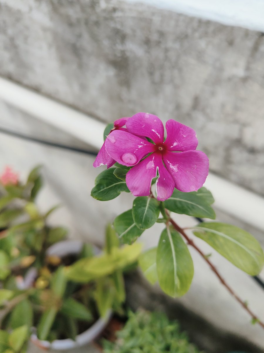 Asurhai's tweet image. Quote your 
flower  media ✨❣️