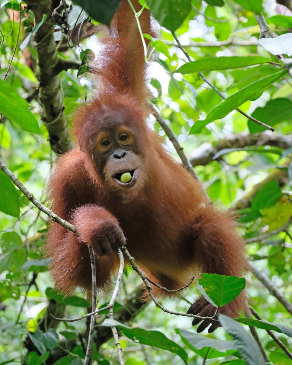 OrangUtansInNot's tweet image. Jeder Orang-Utan in der Auffangstation hat seine eigene Geschichte. Manche #Tiere kommen verletzt in die Station, andere sind traumatisiert. Was fast alle gemeinsam haben: Sie müssen ohne ihre Mutter aufwachsen. Werde jetzt #OrangUtan-Pate: shorturl.at/Hw7yJ