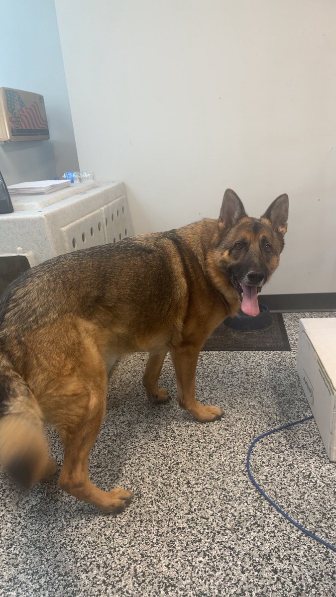 TheEpochHorizon's tweet image. The cool thing about a Service K9 is that he hangs out with me at work all day