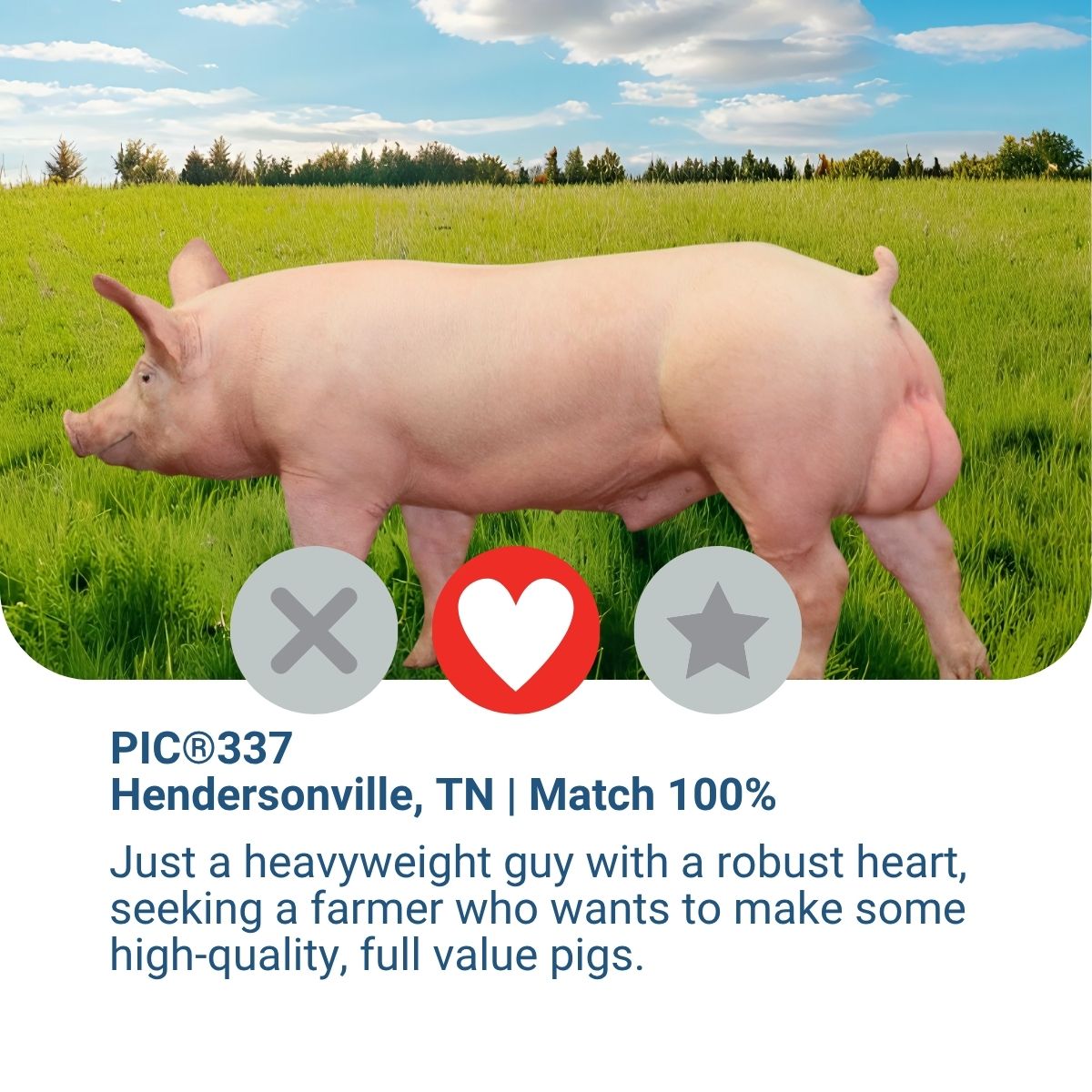 Just a heavyweight guy with a robust heart, seeking a farmer who wants to make some high-quality, full value pigs.

Meet your match❤️ : bit.ly/40CRrjU

#PICGenetics #PIC337 #YouveMatched