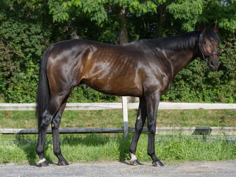NewVocations's tweet image. 👀 SNEAK PEEK - MACALLAN by Quality Road is a handsome 2019 Thoroughbred gelding with 10 starts in his racing career. He will soon be available for adoption for a mid-level second career from our Gansevoort, NY facility! @PletcherRacing