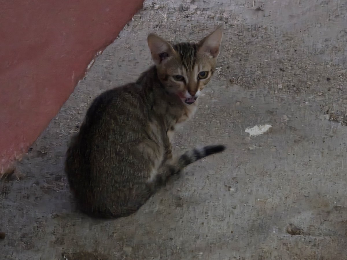 Reginas Tierrettung Preveza Griechenland 🐱 (@zaubermaus57) on Twitter photo Michael wurden in einem katzenkorb 4 kitten vor die Tür gestellt. Die anderen Fotos folgen. Wer helfen möchte dass er sie zur Erst Untersuchung bringen kann bitte Paypal Account zaubermaus57@gmail.com. RT wäre nett vielen Dank 😺❤️ Michael wurden in einem katzenkorb 4 kitten vor die Tür gestellt. Die anderen Fotos folgen. Wer helfen möchte dass er sie zur Erst Untersuchung bringen kann bitte Paypal Account zaubermaus57@gmail.com. RT wäre nett vielen Dank 😺❤️