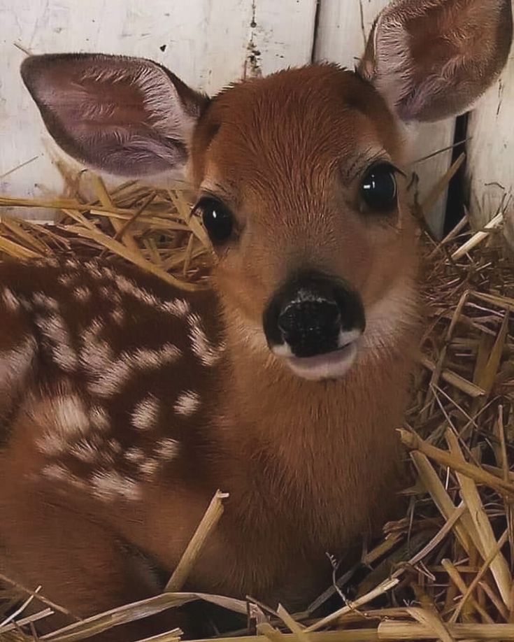 He's so deer :3