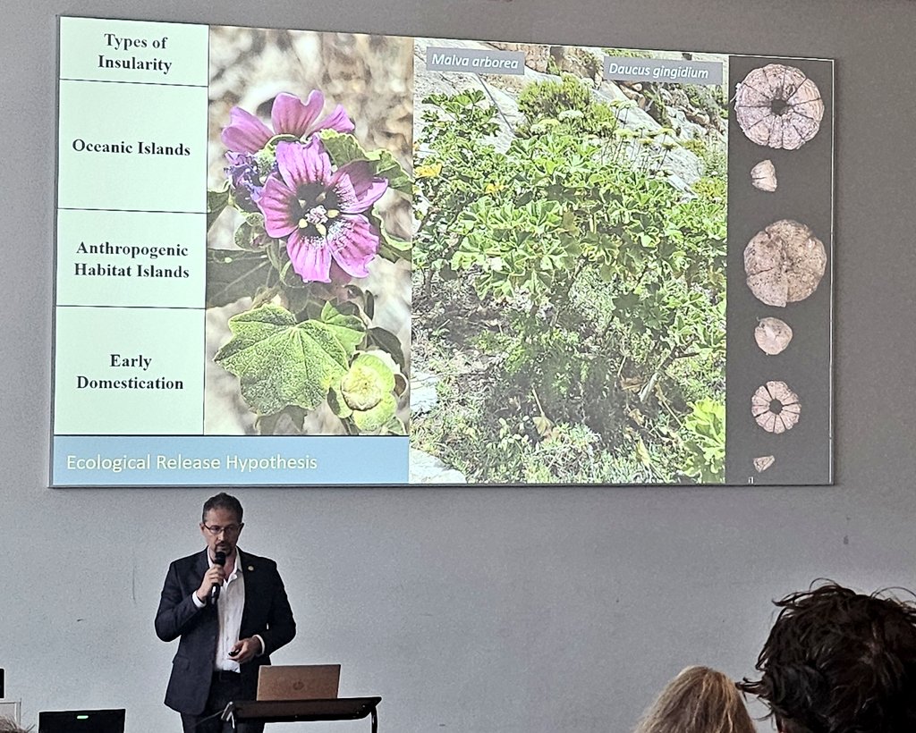 DrJenniferBates's tweet image. Final paper session of #IWGP2025 in #Groningen and we're continuing with domestication! Rethinking some theory, exploring South American cotton, the origins of poppy and looking to Neltuma chilensis management.
#archaeobotany #archaeologicalscience #archaeology