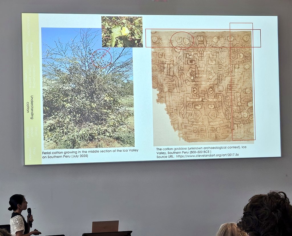 DrJenniferBates's tweet image. Final paper session of #IWGP2025 in #Groningen and we're continuing with domestication! Rethinking some theory, exploring South American cotton, the origins of poppy and looking to Neltuma chilensis management.
#archaeobotany #archaeologicalscience #archaeology