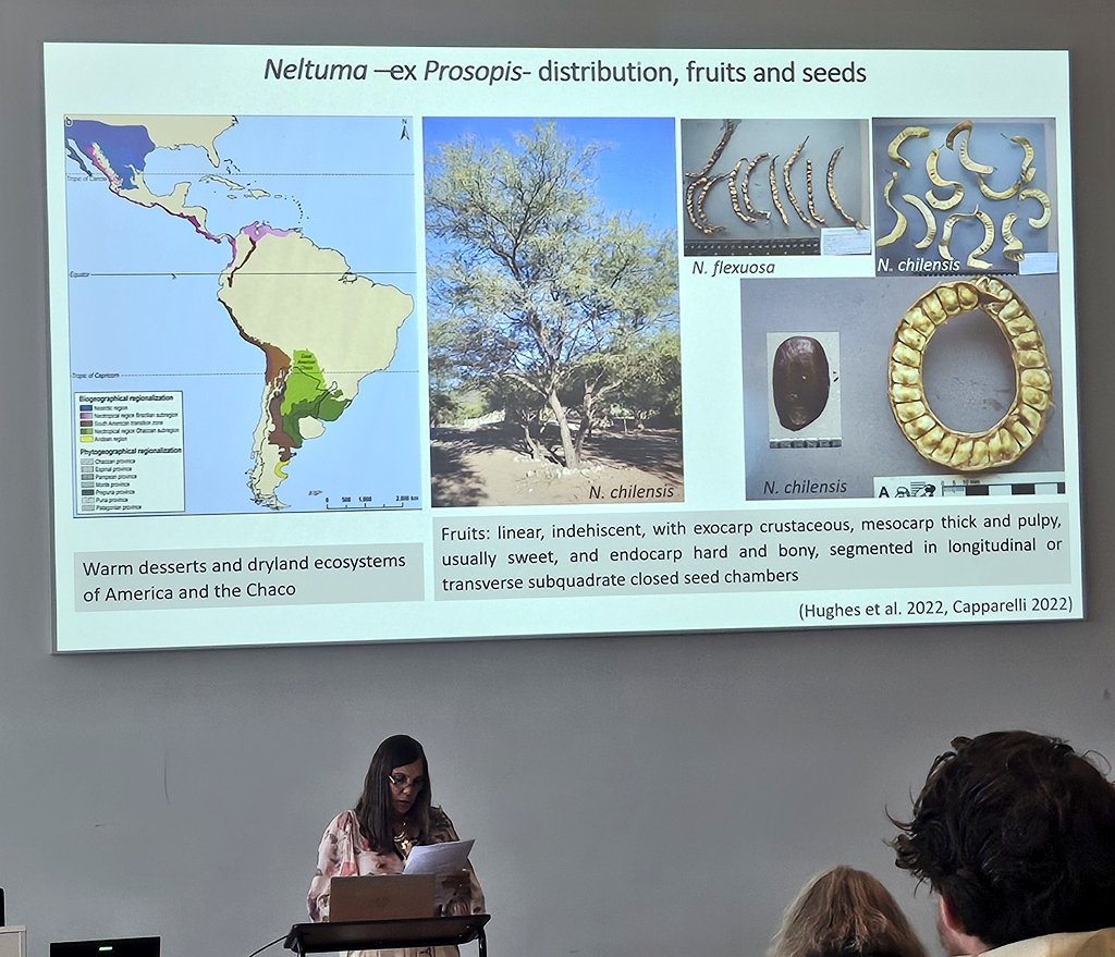 DrJenniferBates's tweet image. Final paper session of #IWGP2025 in #Groningen and we're continuing with domestication! Rethinking some theory, exploring South American cotton, the origins of poppy and looking to Neltuma chilensis management.
#archaeobotany #archaeologicalscience #archaeology