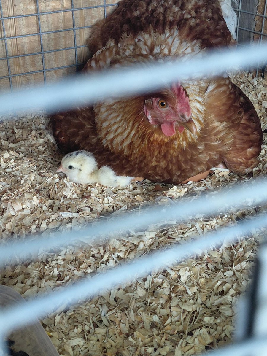 StrandFarm's tweet image. Due to the compassionate care and chicken rescue by @AmberLakeFarm @RadDadRusty. Our adopted, Rooster John, has just had his first child!