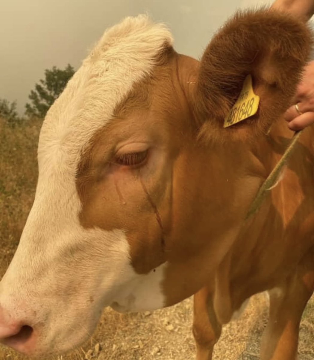 Karabük'te orman yangınından kurtarılan bir inek, gözyaşlarıyla tahliye edildi.