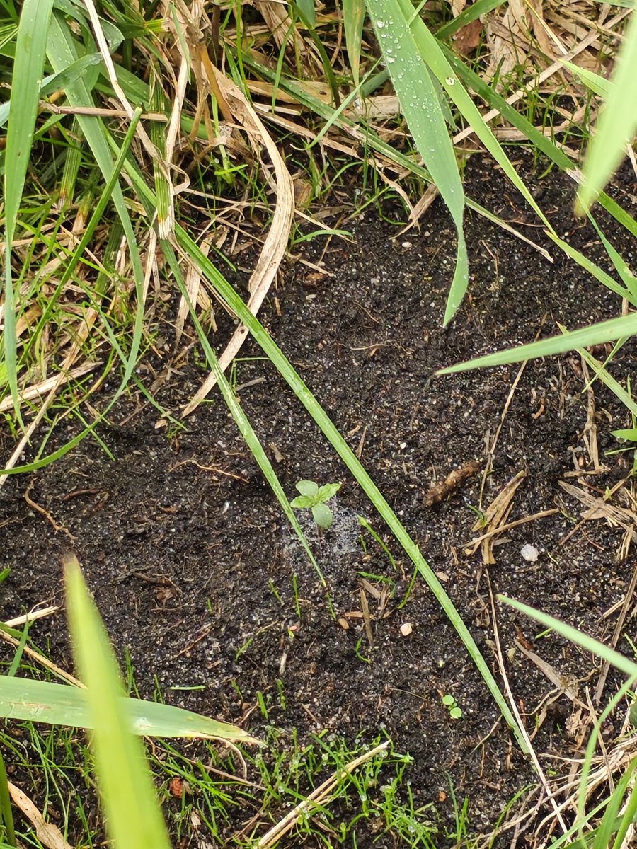 Einer von 3 Wild Grow Versuchen hat die krassen Regenfälle zuletzt überstanden 🥹

Mal schauen was wird

Was wird 👀
