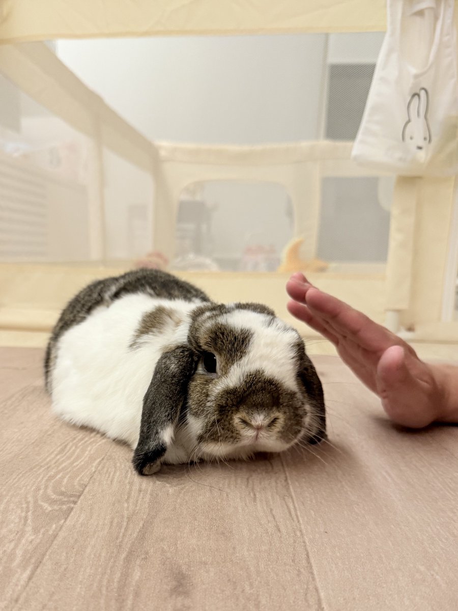 kurokurotsukipi's tweet image. つきみ「あっ！なでなで、やめないでもらえますか」