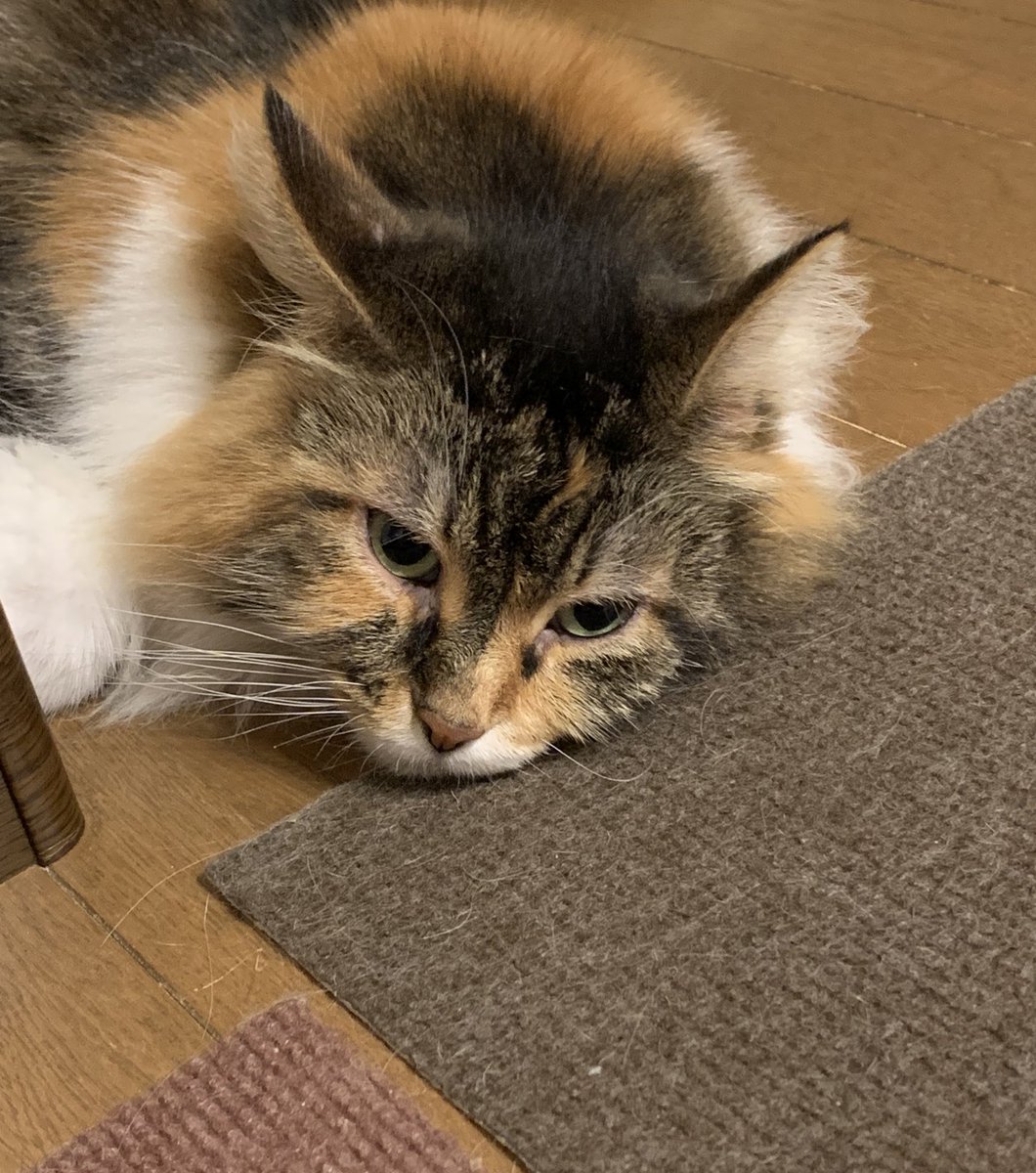 ZUm4bjmav7fjdCF's tweet image. 皆さん、今週もお疲れ様でした🥰
ゆっくり休んでくださいね
おやすみニャさい🐱💤
#ノルウェージャン
#猫好きさんと繋がりたい