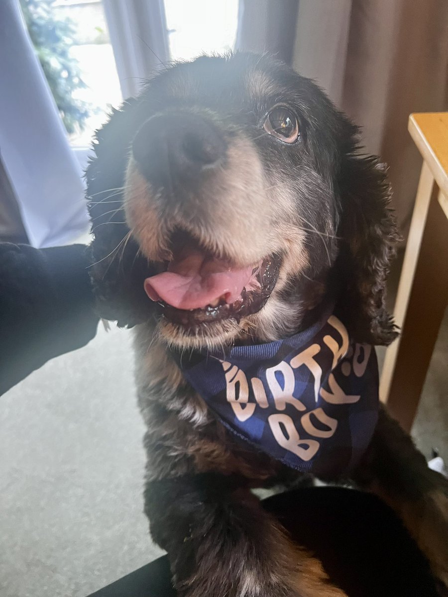 CancerDoggy's tweet image. We should have been celebrating Jasper turning 16 today. The day would be filled with sausages, toys, cuddles and celebrations. Happy heavenly birthday my gorgeous boy. I wish you were here. We miss you so much it hurts 💔🌈🥳 #Jasper16