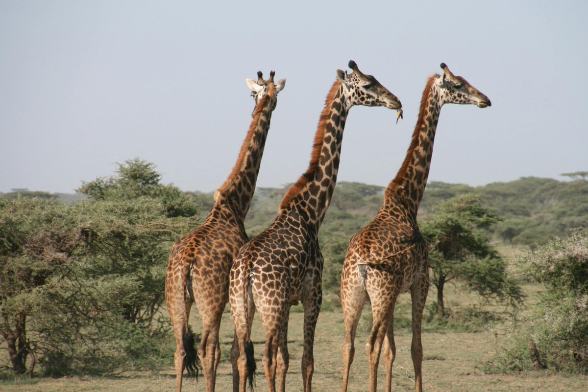 CapricornFM's tweet image. #CanYouGetIt | What is the largest animal in the world?
Share your answer with @Wanani99 via WhatsApp; 079 899 6226 on the #CapricornParty.