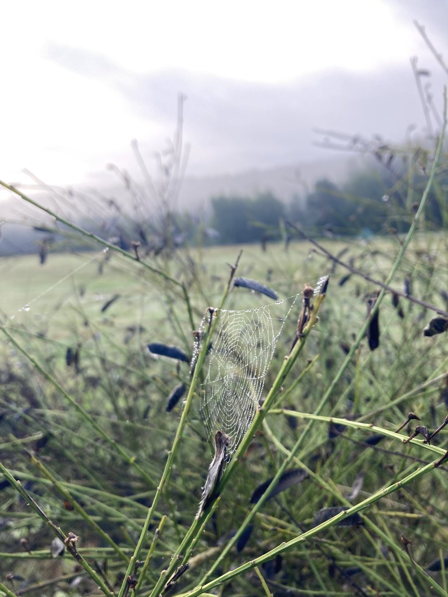AnneOfTheBooks's tweet image. Morning walk in Germany