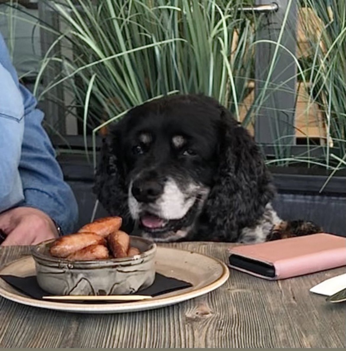CancerDoggy's tweet image. We should have been celebrating Jasper turning 16 today. The day would be filled with sausages, toys, cuddles and celebrations. Happy heavenly birthday my gorgeous boy. I wish you were here. We miss you so much it hurts 💔🌈🥳 #Jasper16