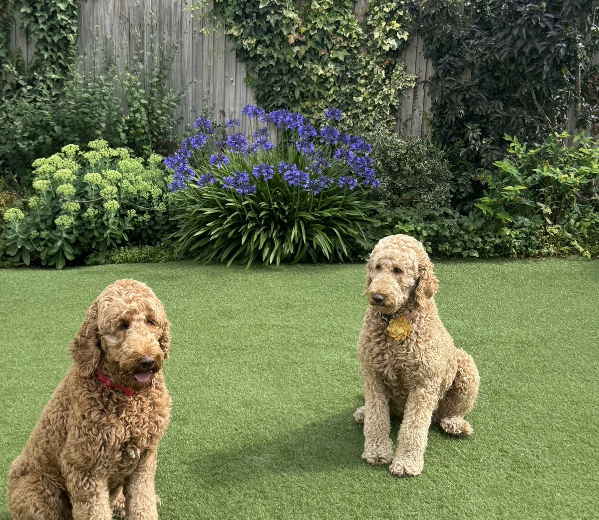 Woofers helping in the garden 🐾