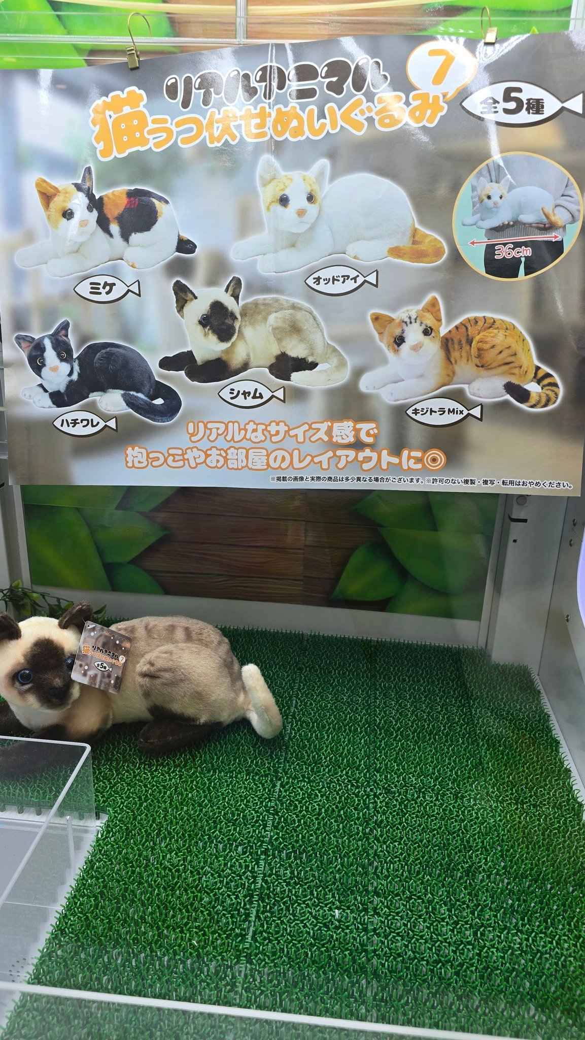 SP 野良猫姫親衛隊　psa10 保護猫譲渡センターねこといっしょ🐾 on X: 