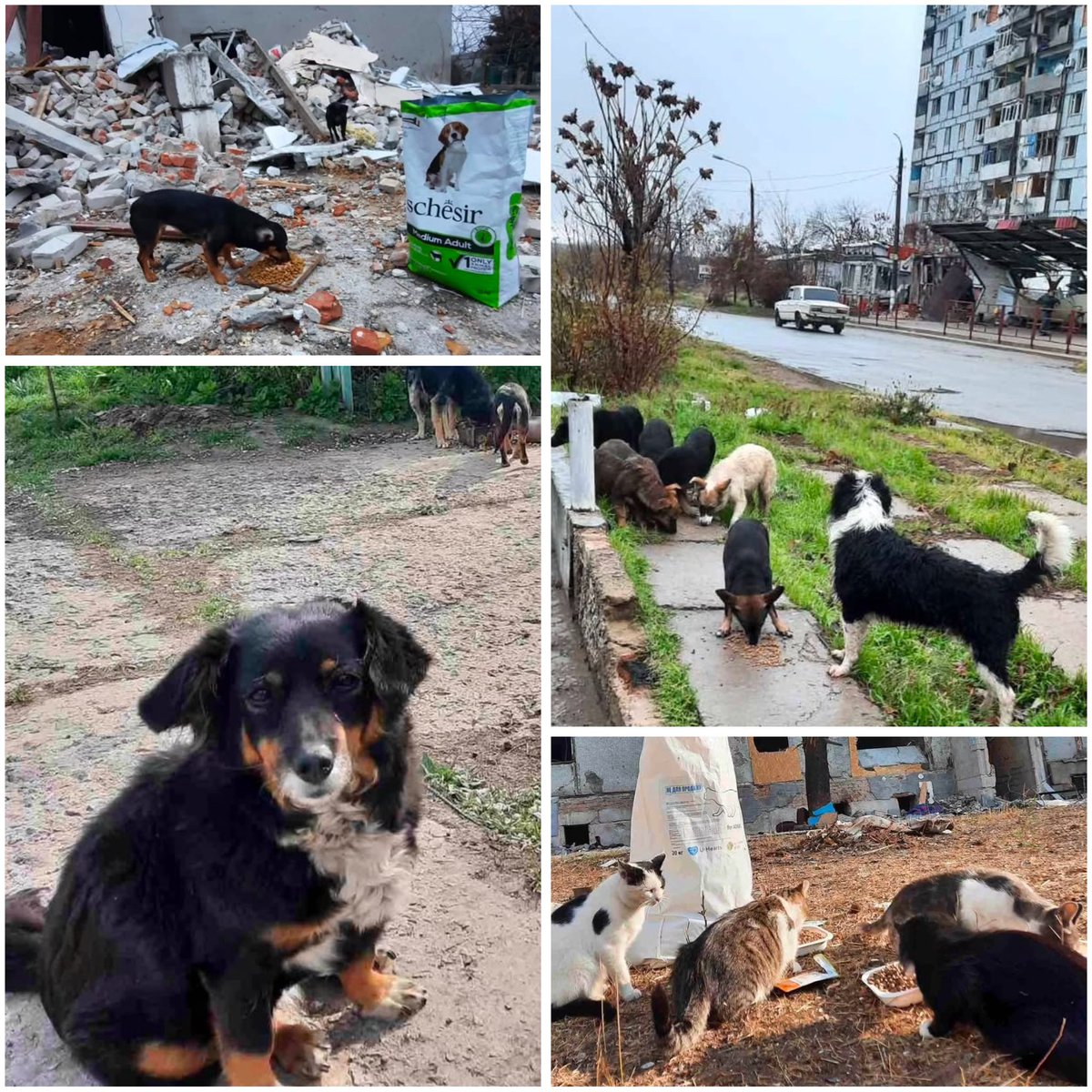 neauthorka's tweet image. ❗️🆘Евакуація зі Степногорська.
Якщо маєте можливість врятувати прихистком хоч одного хвостика - не проходьте повз🥺