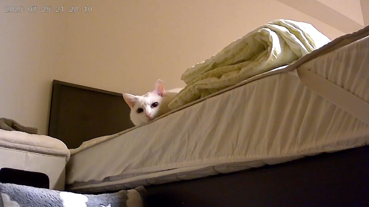 オケ仕事で金沢に。カリカリマシーンと見守りカメラを導入したので猫初めての一泊お留守番。私のベッドでゴロゴロしていました。