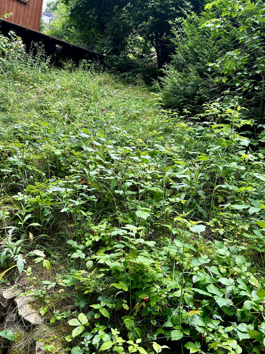 Waren paar Wochen nicht in unserem Garten. Seht ihr, was die Dürre angerichtet hat?
