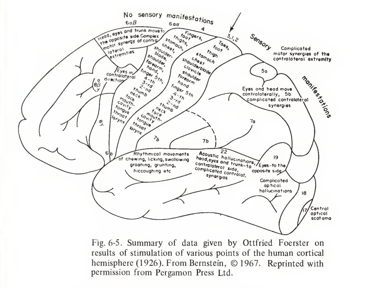 some nice diagrams in Karl Pribram's book, 'Languages of the brain' archive.org/details/B-001-…