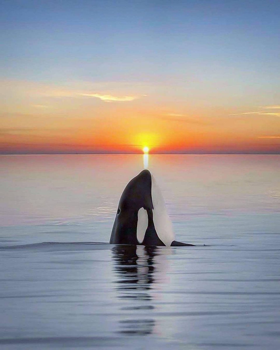 ECrowens's tweet photo. #orca #killerwhale #shamu #sunset #sunrise #marinelife #marinemammals #marinemammal #animalphotograph #anımalphotography https://t.co/vLNer8jN7P