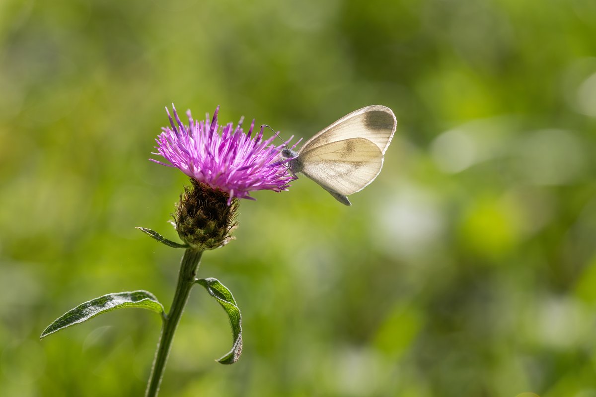 dave_b_james's tweet image. A second brood Wood White in Bucknell Wood this morning. The males of this brood look absolutely tiny!