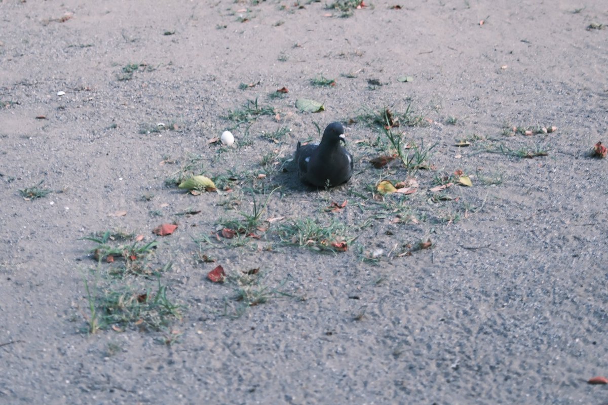 fusumaaa's tweet image. 鳩が生んだ卵…？
そっと撮ったらちょっとブレた。
初めて見た😮