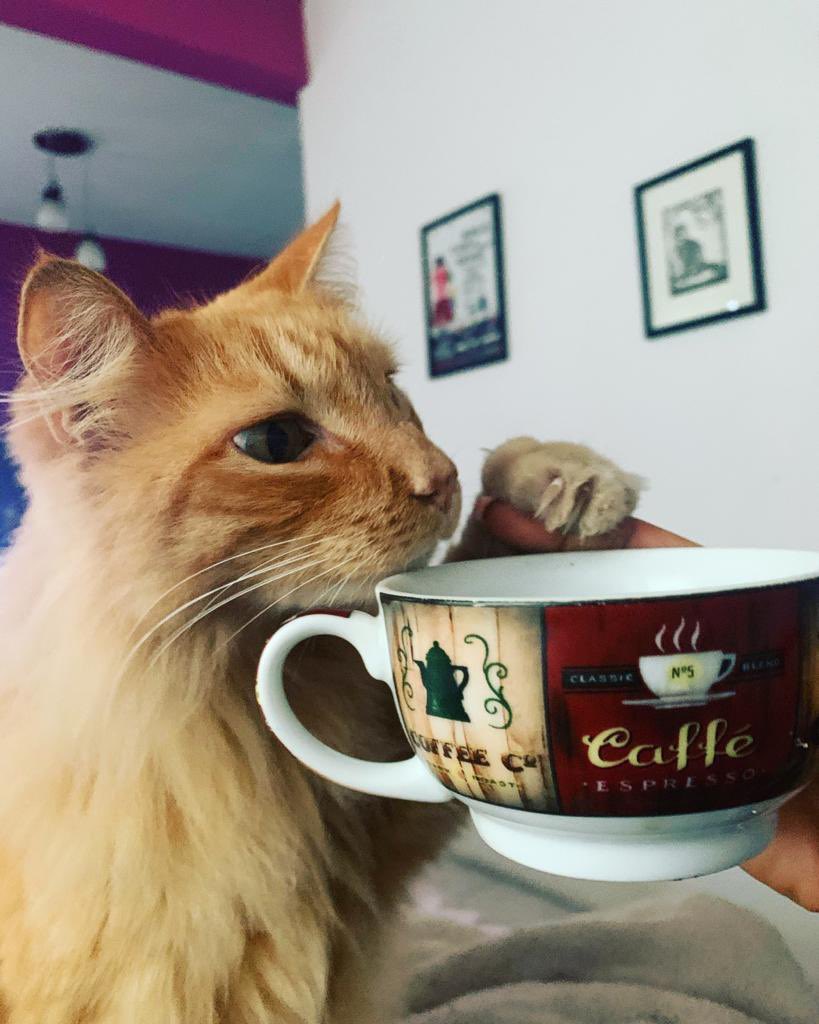 Chobi tiene 11 años y aquí lo vemos chequeando si a <a href="/marisaLoar/">єѕтяєℓℓα gαтυиα 🌟</a> le queda café en la taza. “O lo vuelco o consigo más”.  

Buenos días a todos.