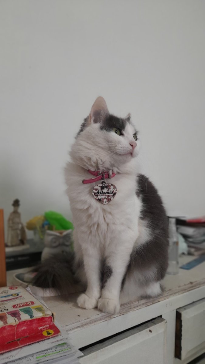 SebaGama's tweet photo. La única q m ve pasar por todos los estados y esta ahí. Solo se hace un bollito arriba mio y todo se calma un poco. A veces m saca d quicio pero ella y yo manejamos la misma intensidad, es ella la q m rescato a mi ❤️‍🩹 https://t.co/YeT7ki2UlA