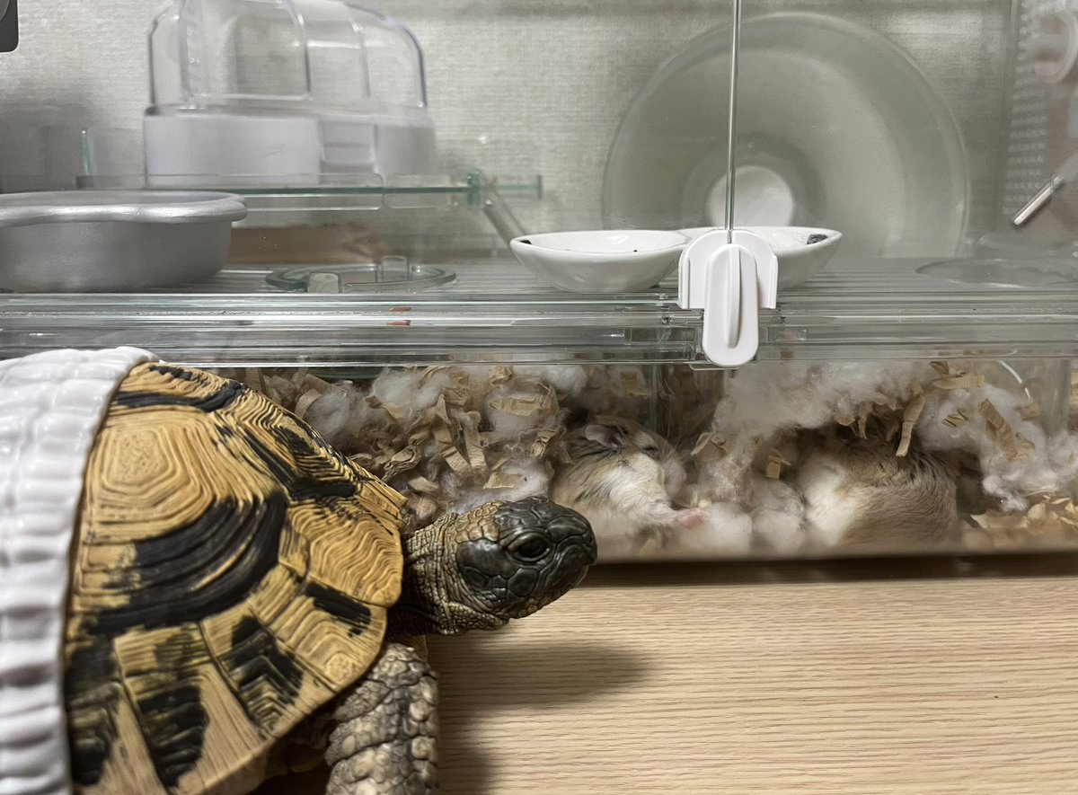 hamu_robos's tweet image. 初めましてカメです🐢(フィギュアです)