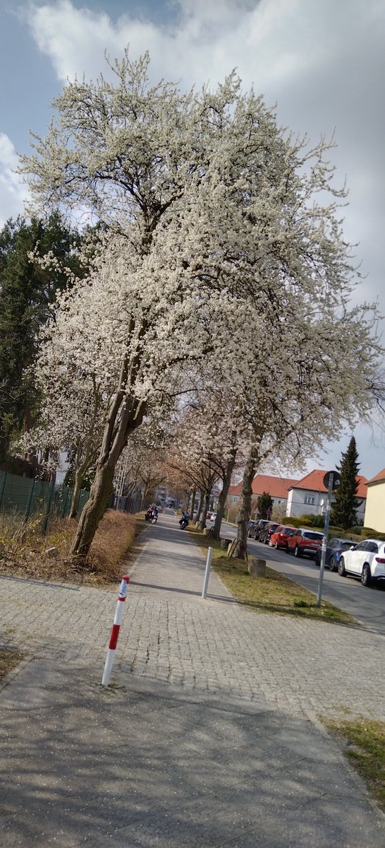 HenryLovato10's tweet photo. 🌼🌳
#natur #nature #naturfotografie #naturephotography #ichliebenatur #ilovenature #beautiful #hübsch #schön #wunderschön #wundervoll #wonderful #berlin #baum #bäume #tree #trees #blüte #blüten #blossom #blossoms https://t.co/eOcLVzEmdg