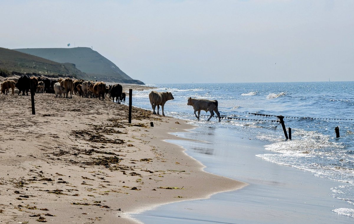 Damn, it's cowded at the beach today!