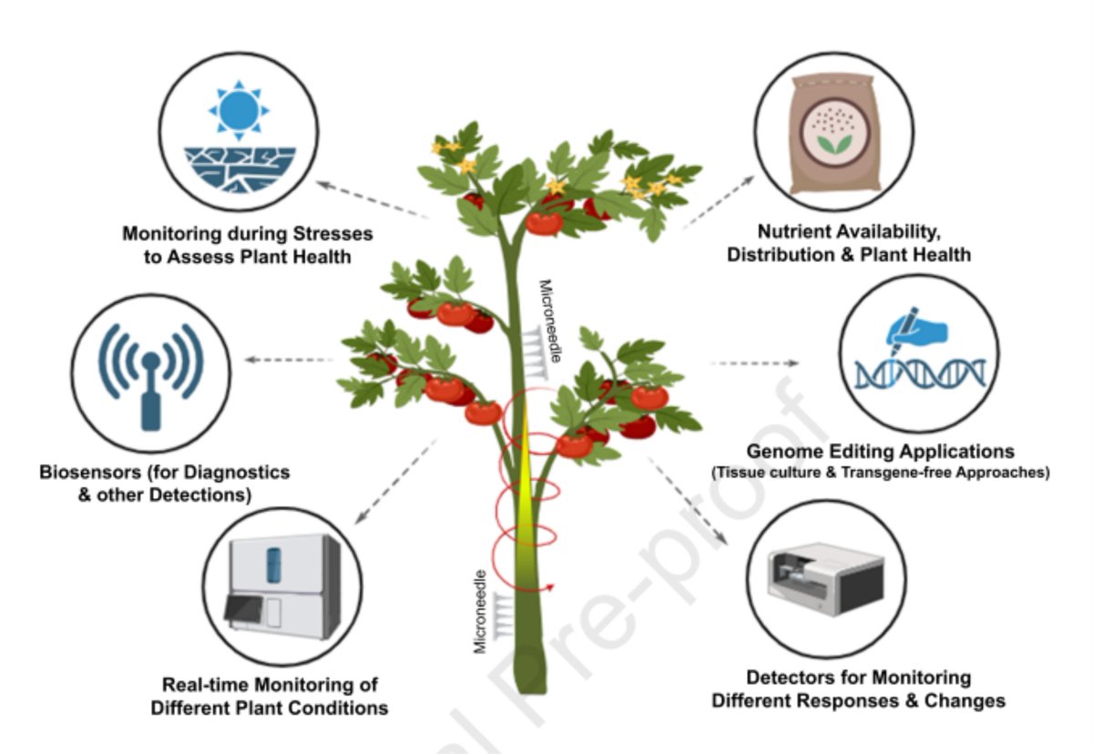 AgriExperts's tweet image. Review by Naqvi et al
Threading future biotech crops with Microneedles
This microneedle technology provides a customizable and localised interface with the #vascular system of the plant and the underlying cells
#microneedles #biosensing
cell.com/molecular-plan…