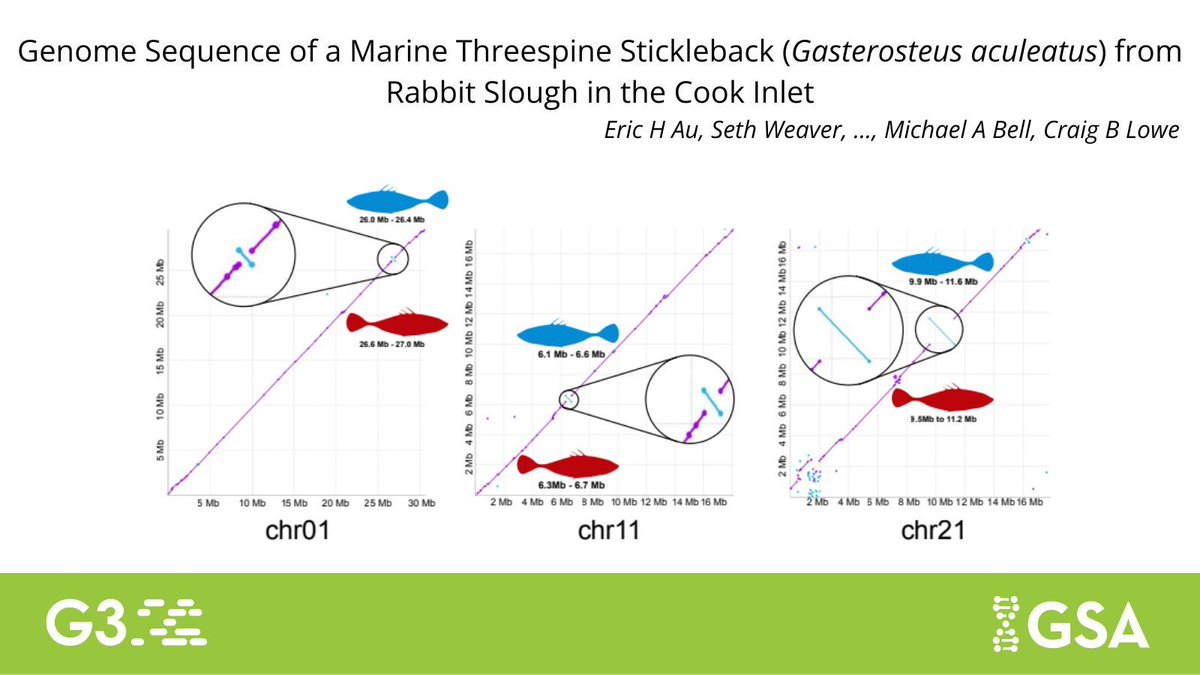 GeneticsGSA's tweet image. 📢NEW GENOME ALERT
In #G3journal, Au et al. present genome assembly of the marine threespine stickleback that breeds in Rabbit Slough in Cook Inlet. This research will offer new insights into the genomic basis of vertebrate adaptation to natural habitats: buff.ly/ypw2O1d