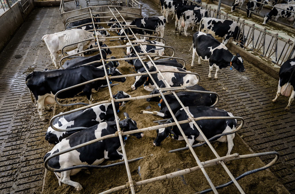RTLZ's tweet image. Boeren willen legalisatie afdwingen: 'Een moeras waarin je steeds verder wegzakt' rtl.nl/nieuws/economi…