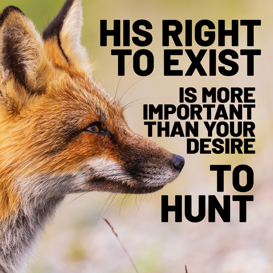 Protect the Wild tweet media