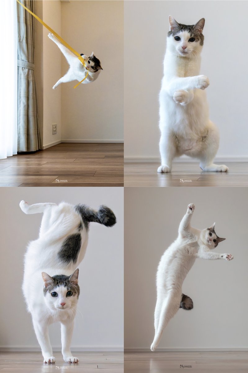 We don't deserve cats 😺 (@catsareblessing) on Twitter photo 
