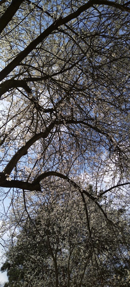 HenryLovato10's tweet photo. 🌼🌳
#natur #nature #naturfotografie #naturephotography #ichliebenatur #ilovenature #beautiful #hübsch #schön #wunderschön #wundervoll #wonderful #berlin #baum #bäume #tree #trees #blüte #blüten #blossom #blossoms https://t.co/EtLyxyQoaR