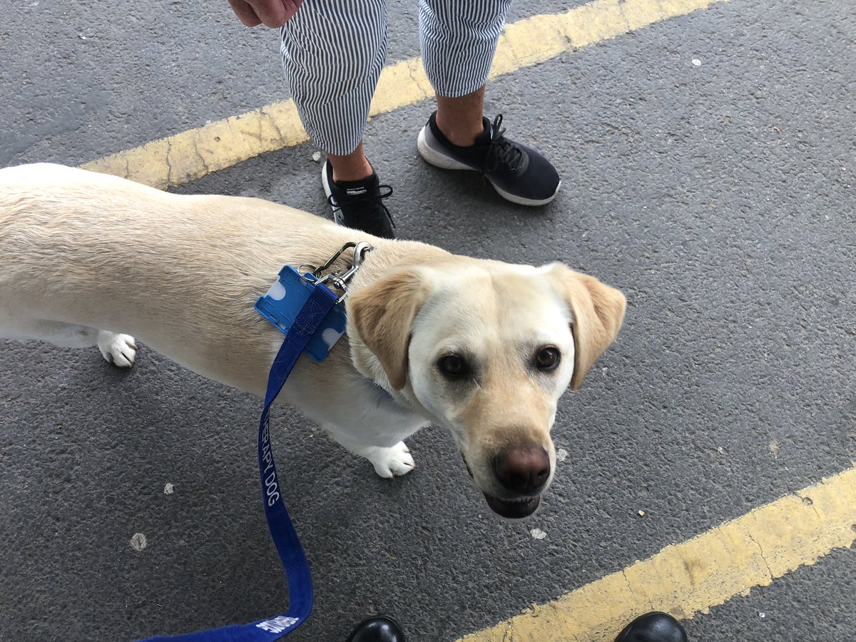 Chappers2013's tweet image. The lovely Daphne from @essextherapydog has arrived! π₯°
Smiles al round ππ
The difference a happy dog can make π