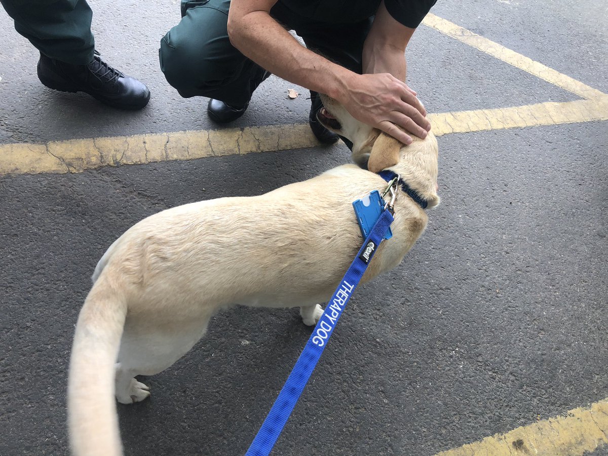 Chappers2013's tweet image. The lovely Daphne from @essextherapydog has arrived! π₯°
Smiles al round ππ
The difference a happy dog can make π