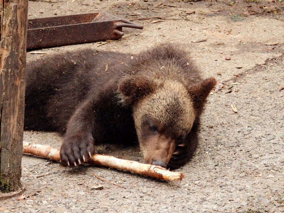 karasu_yamiyo's tweet image. 木片誰にも渡すまじ、な #カント。
#仔熊 #エゾヒグマ #のぼりべつクマ牧場 📷20250713
右耳が倒れています。原因不明、ある朝突然こうなっていたのだそう。神経症状はなく自分で動かせる状態で聴覚も大丈夫そうなので経過観察していると伺いました。
(口を憚りますが)識別し易くなってしまった💦