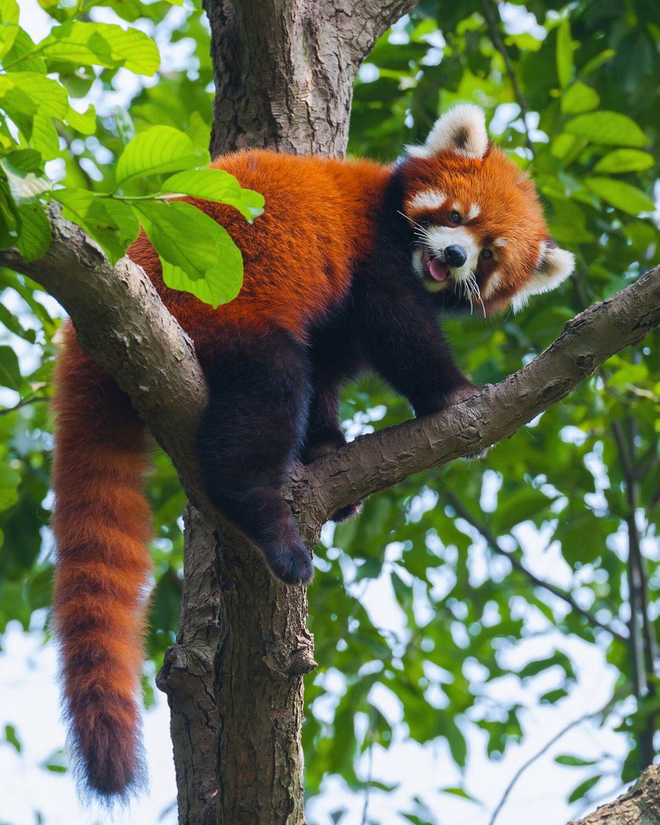 OneEarth's tweet image. A red panda appreciation post. 🫶

These shy, tree-dwelling creatures play a key role in their Himalayan home. By consuming large amounts of bamboo each day, they help maintain the health of the forest and support overall ecosystem balance.

#RedPandas #FeelGoodFriday #Nature