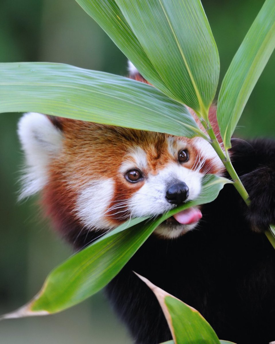 OneEarth's tweet image. A red panda appreciation post. 🫶

These shy, tree-dwelling creatures play a key role in their Himalayan home. By consuming large amounts of bamboo each day, they help maintain the health of the forest and support overall ecosystem balance.

#RedPandas #FeelGoodFriday #Nature